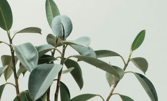 A background of plants